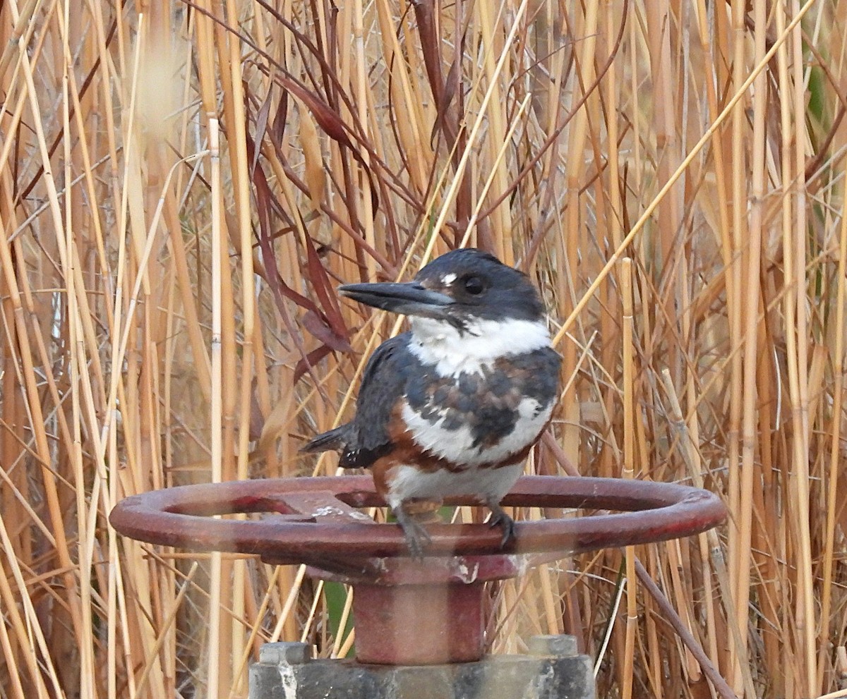 Belted Kingfisher - ML655466339