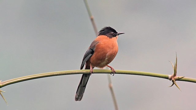 rustsibia - ML655466371