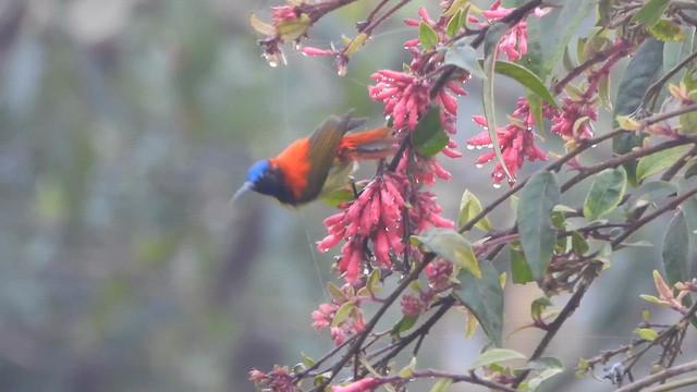 ildstjertsolfugl - ML655466610