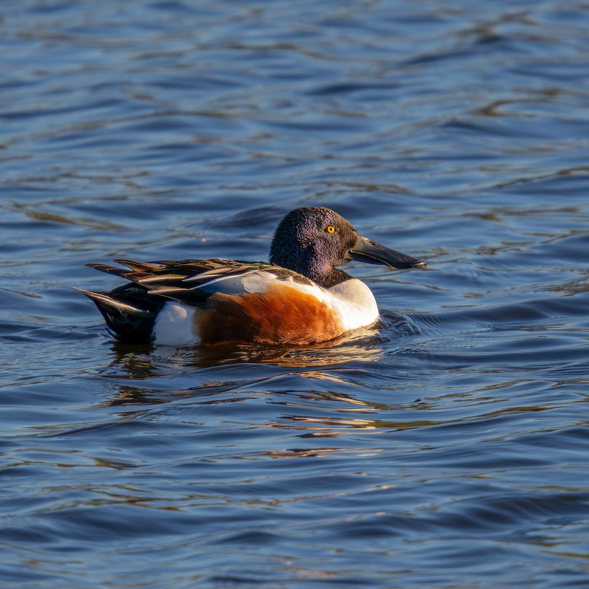 Ahate mokozabal zuria - ML655466993