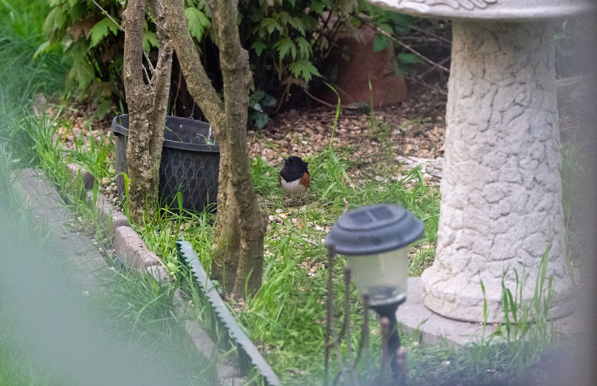 Eastern Towhee - ML655467170