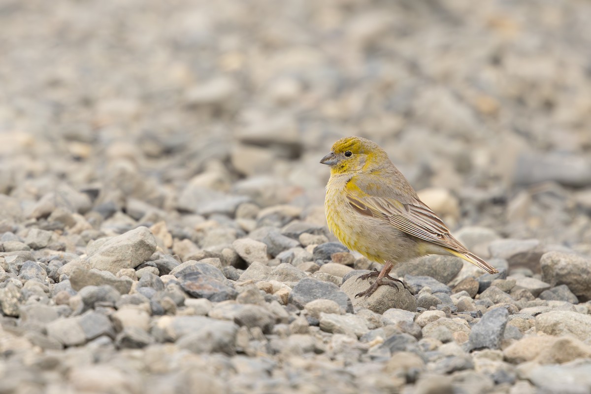 Patagonian Yellow-Finch - ML655467377