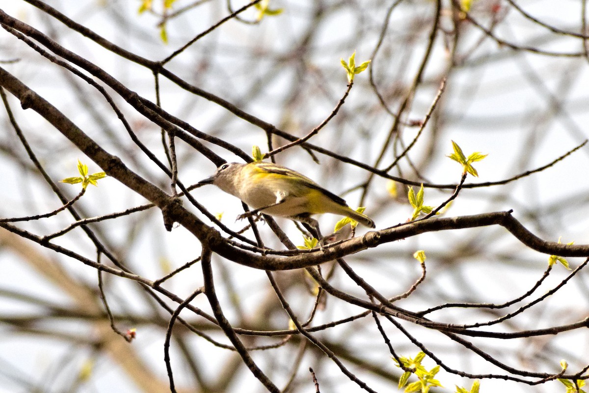 Blue-headed Vireo - ML655467471