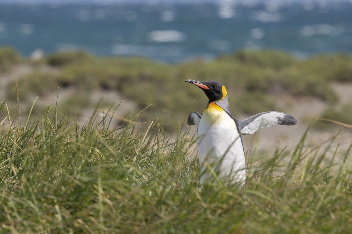 King Penguin - ML655467577