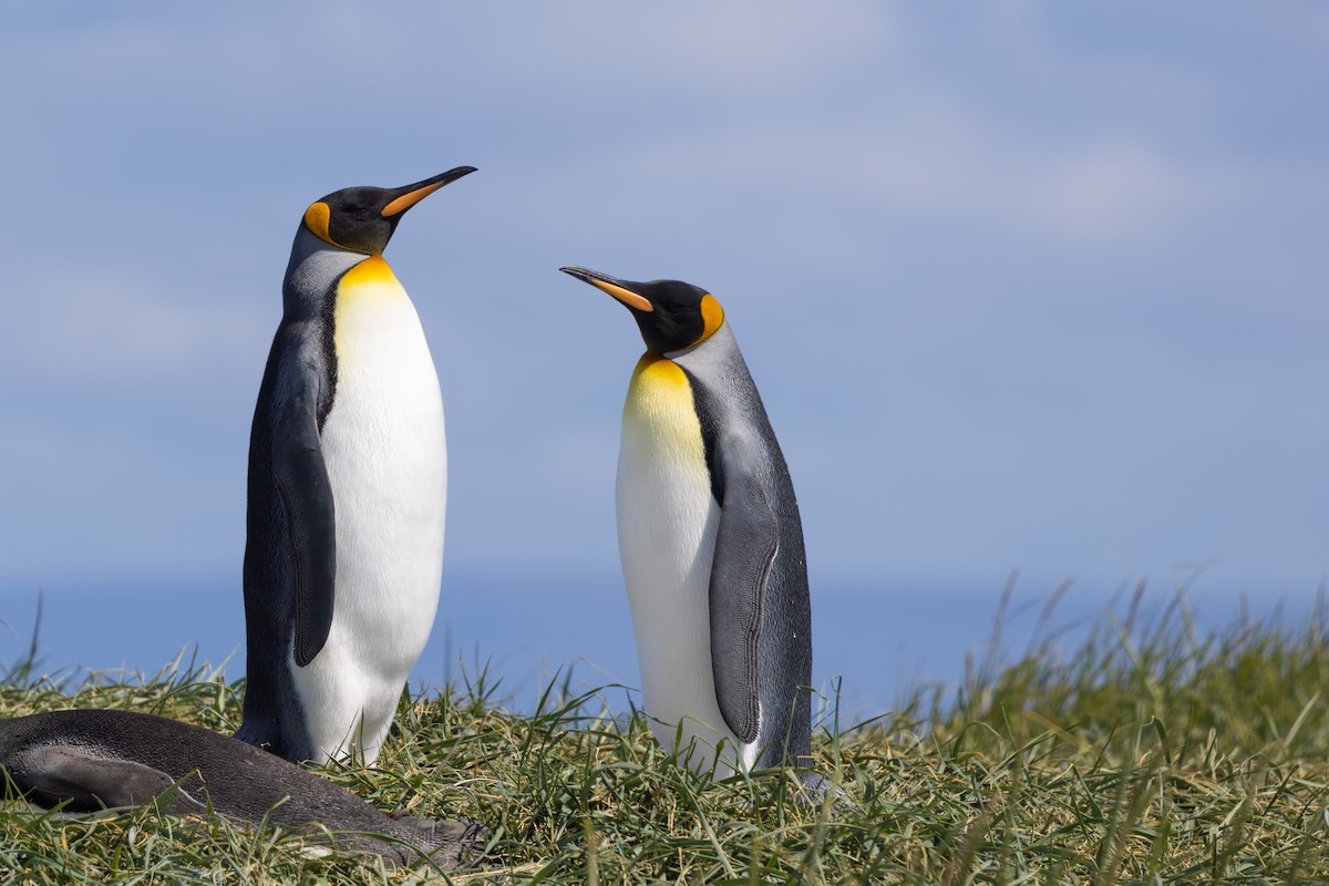 King Penguin - ML655467578