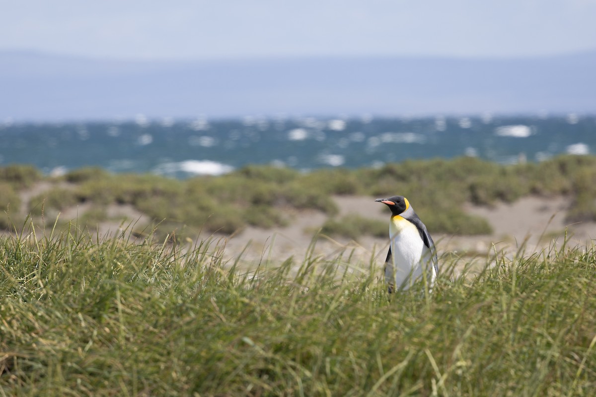 King Penguin - ML655467580