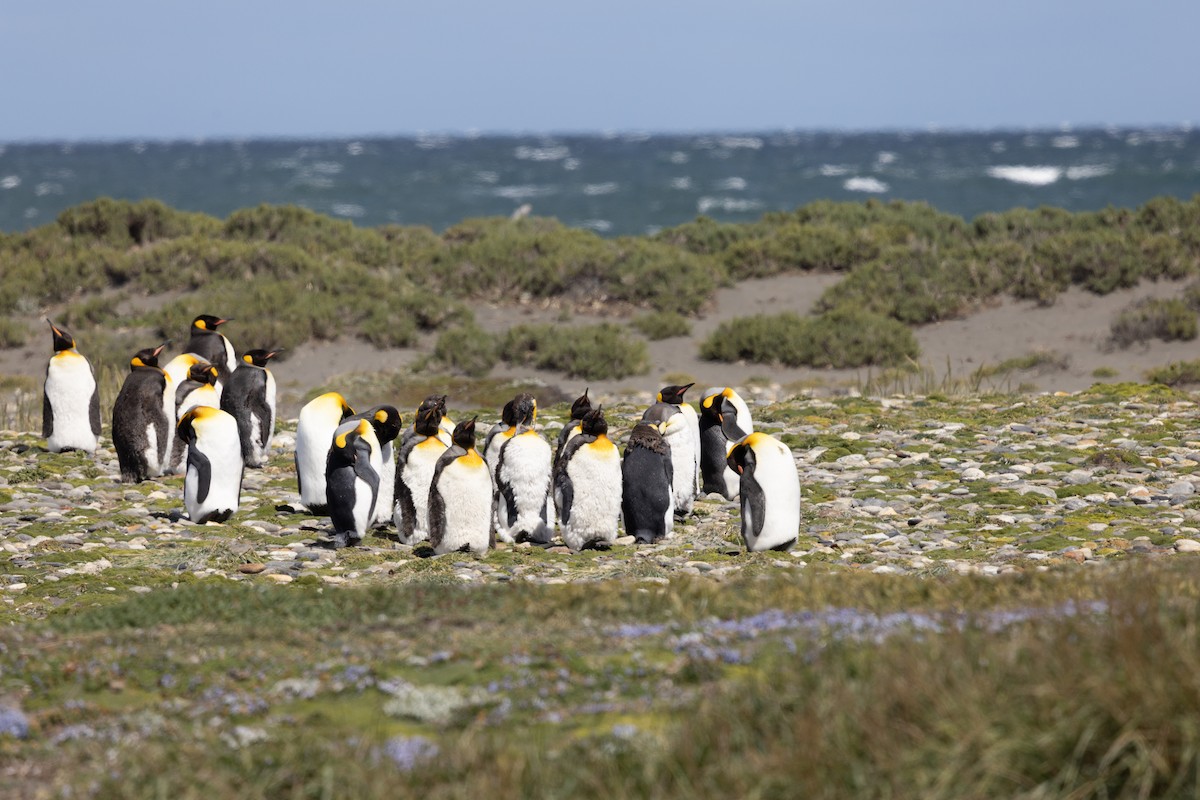 King Penguin - ML655467581