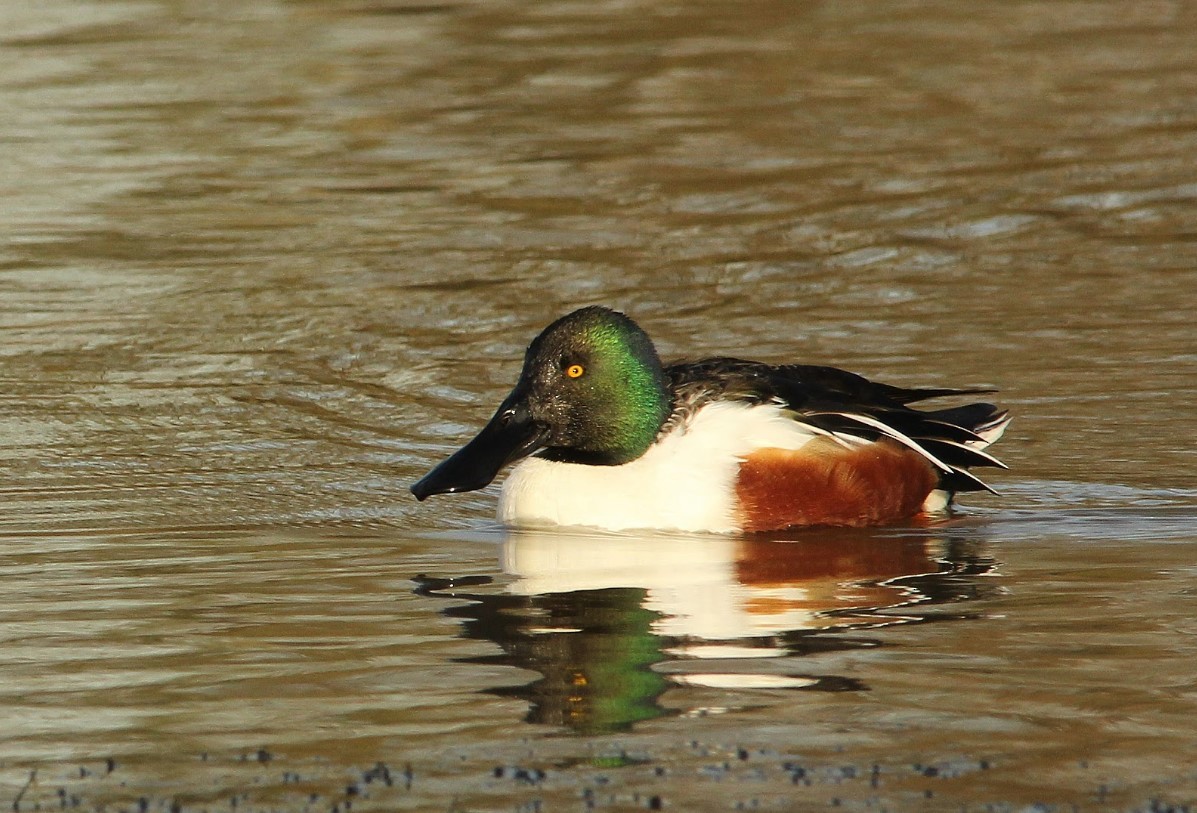 Ahate mokozabal zuria - ML655468907