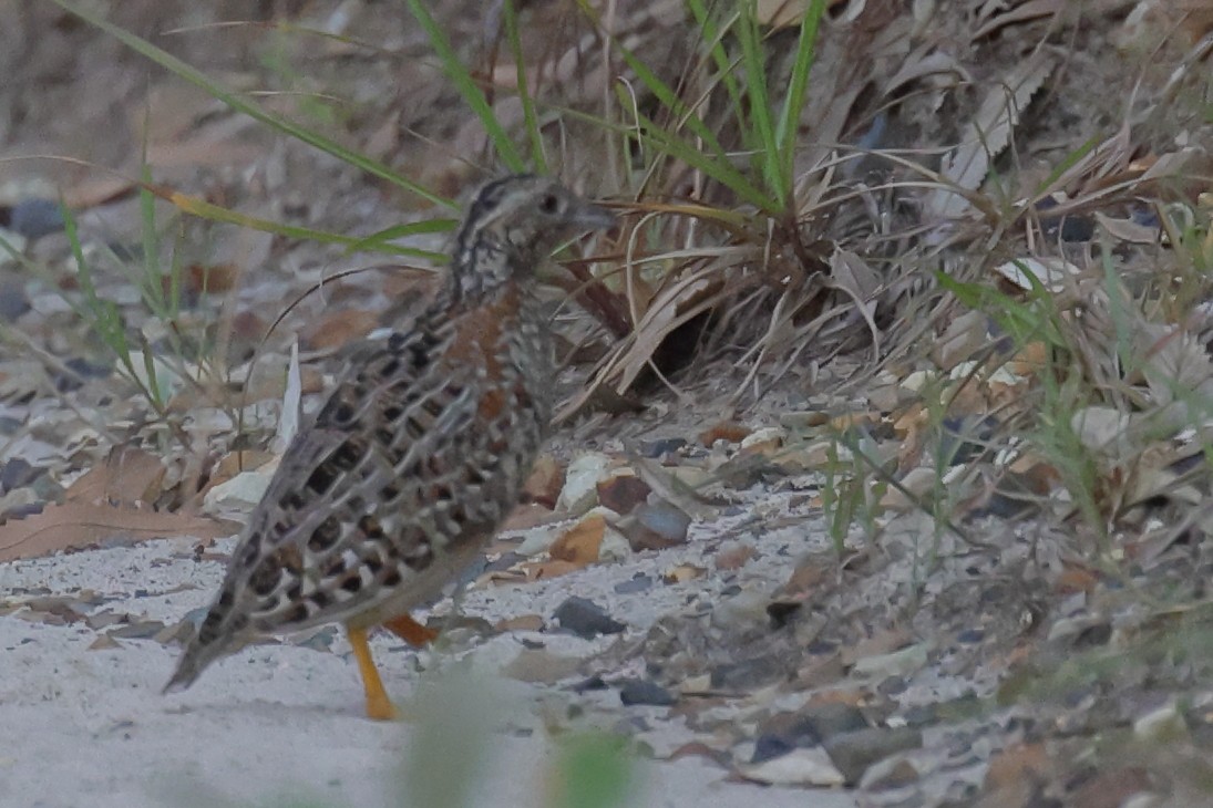 Painted Buttonquail - ML655469148