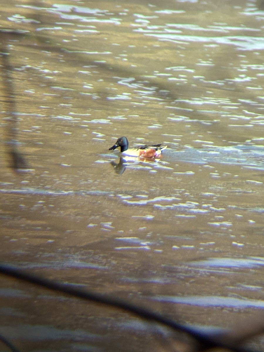 Ahate mokozabal zuria - ML655469444