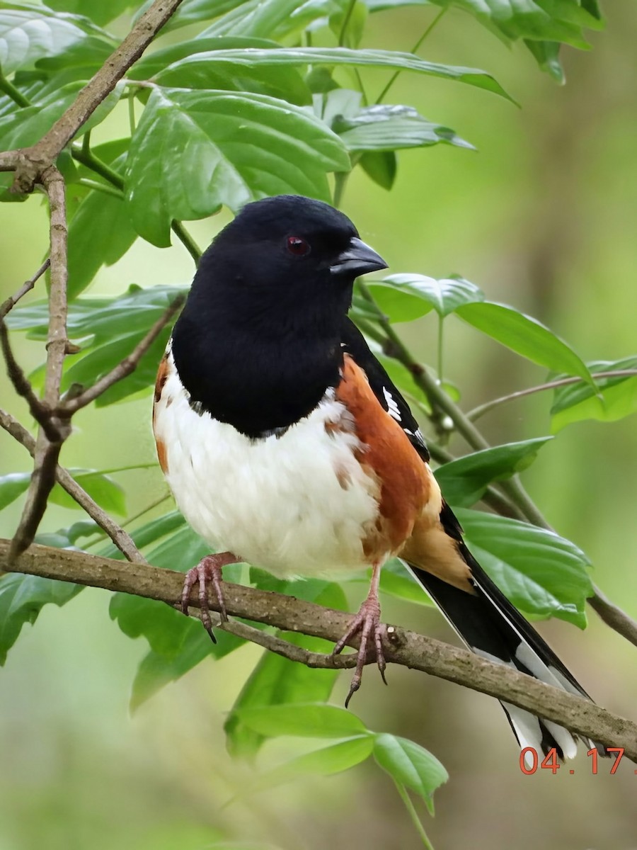 Eastern Towhee - ML655469562