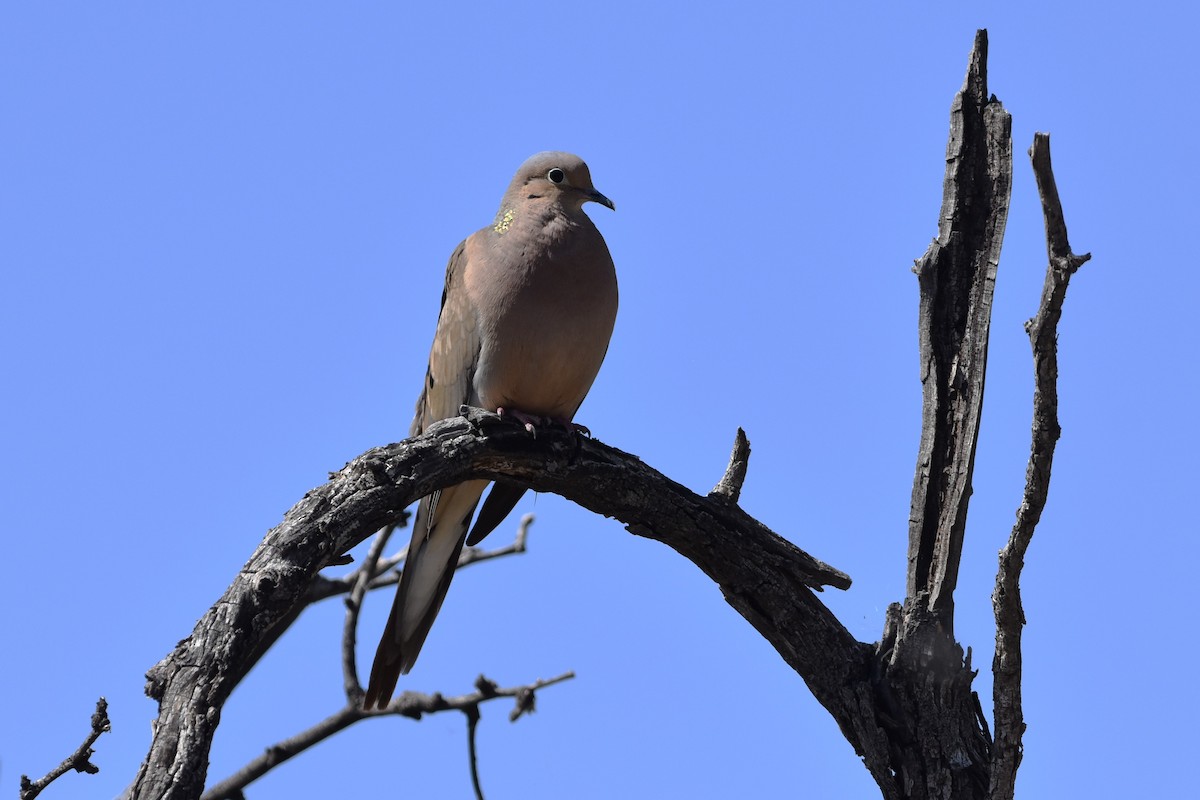 Mourning Dove - ML655469585
