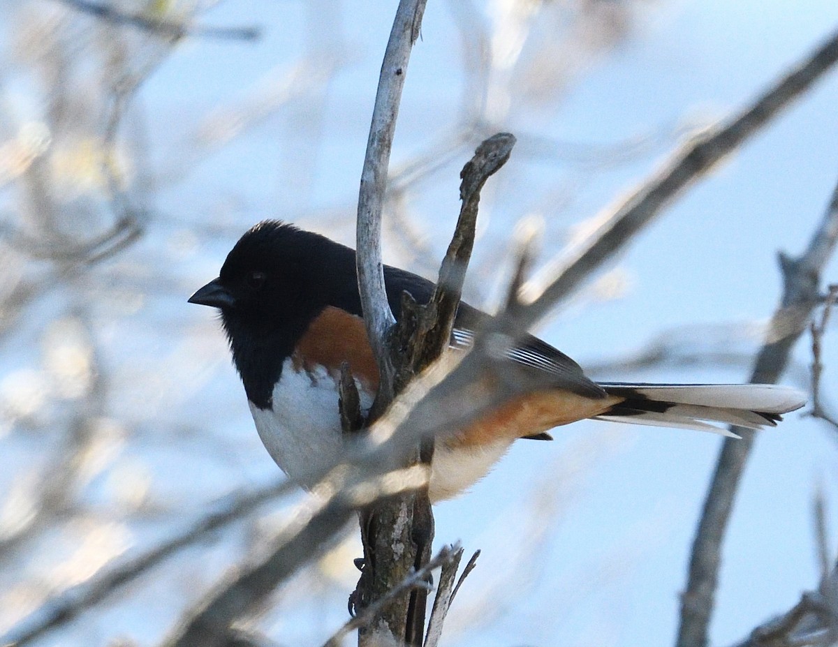 Eastern Towhee - ML655470462