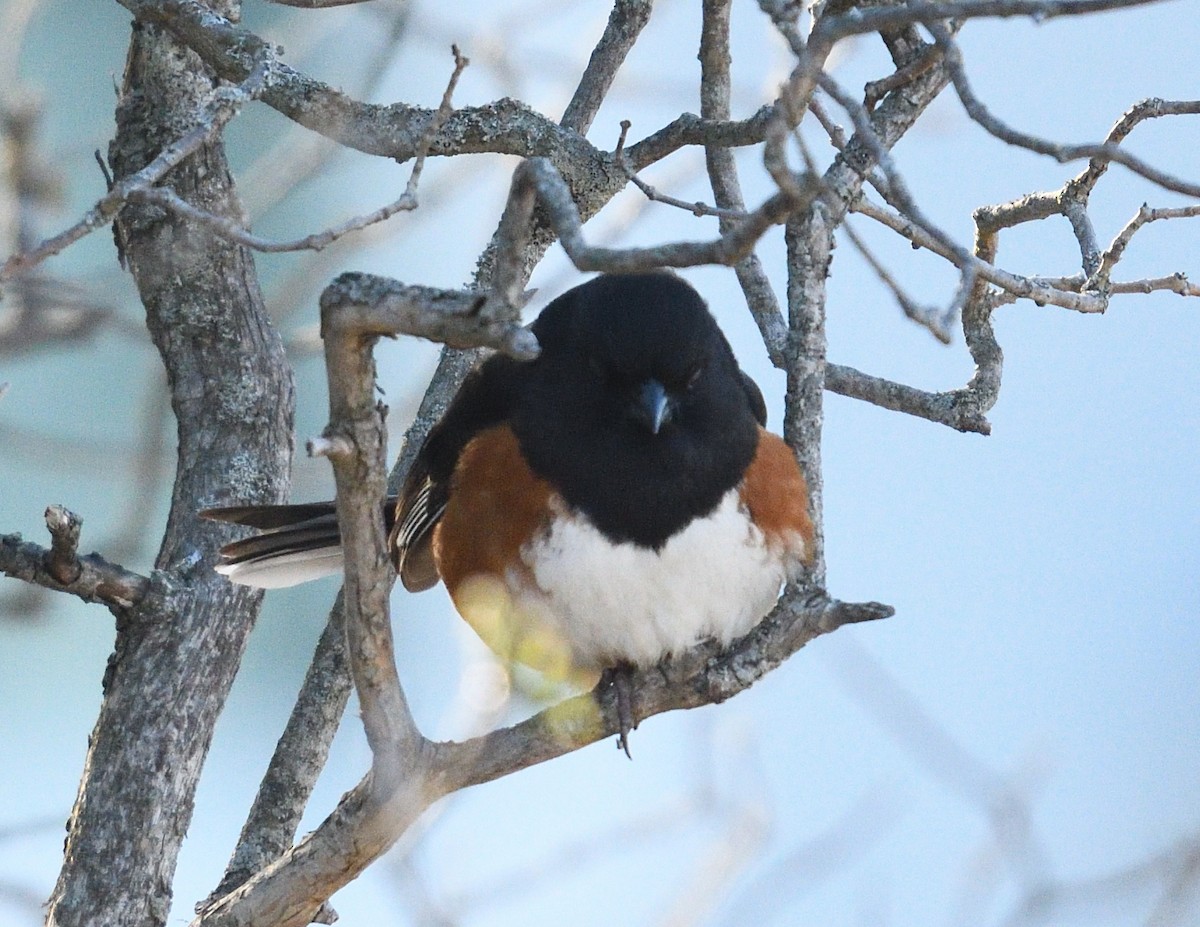 Eastern Towhee - ML655470463