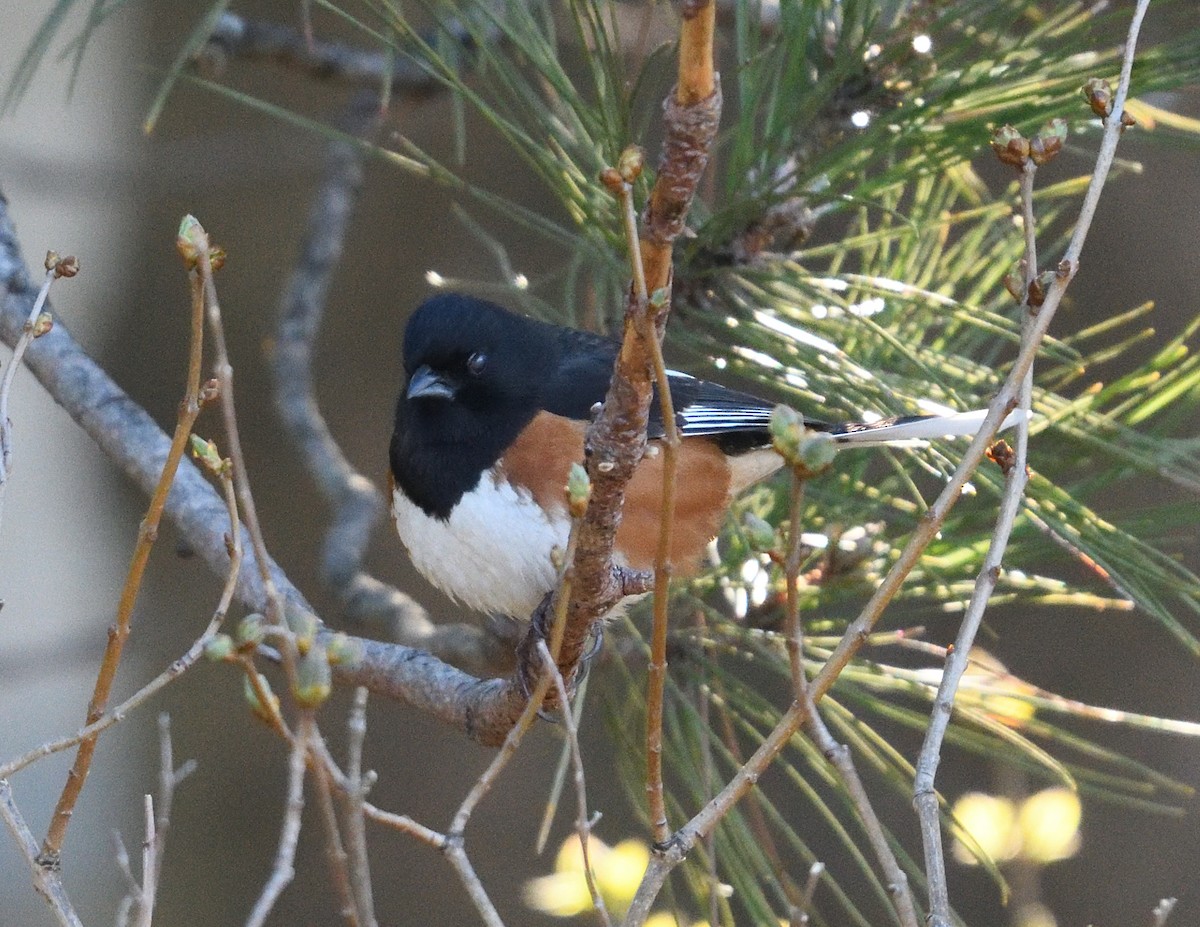 Eastern Towhee - ML655470464