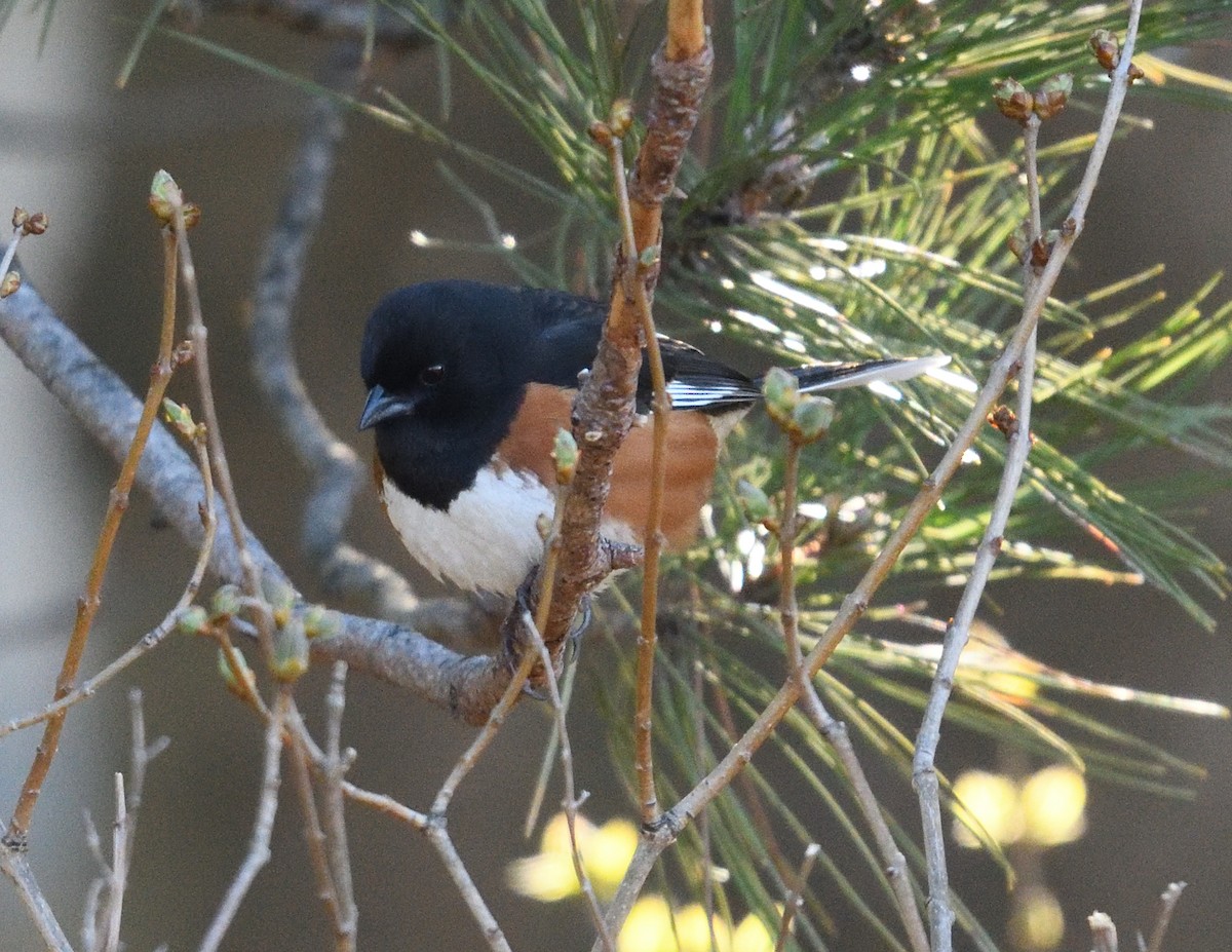 Eastern Towhee - ML655470465