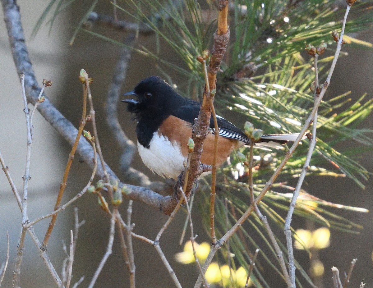 Eastern Towhee - ML655470466