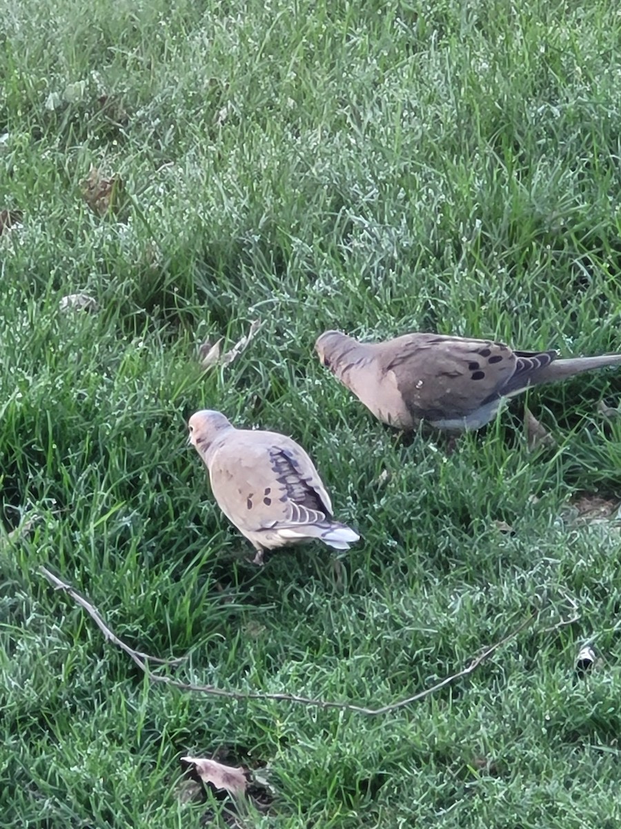 Mourning Dove - ML655471907