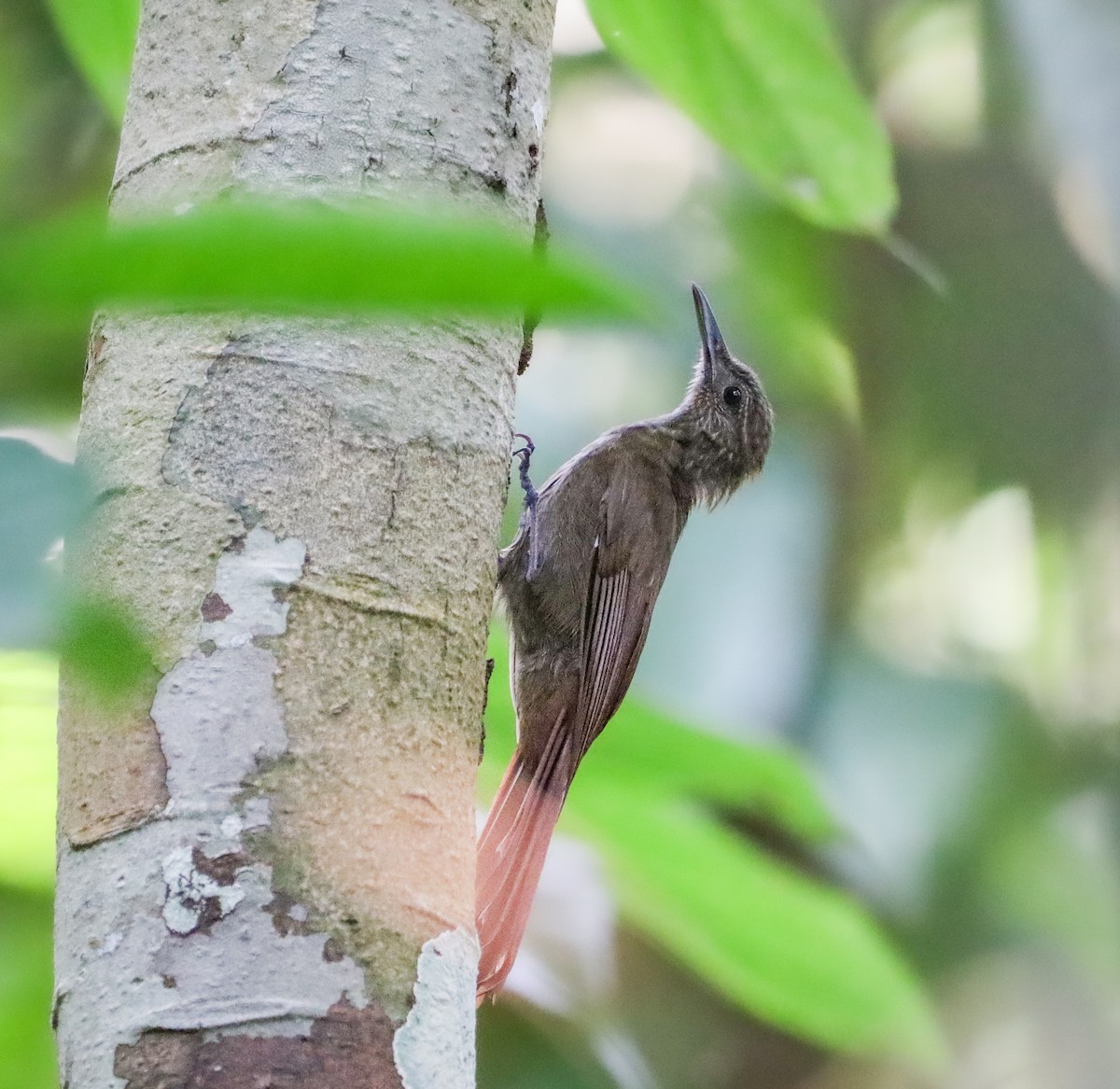 Mournful Long-tailed Woodcreeper - ML655472343