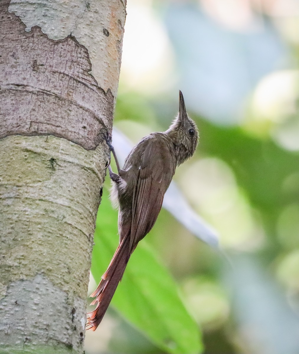Mournful Long-tailed Woodcreeper - ML655472344
