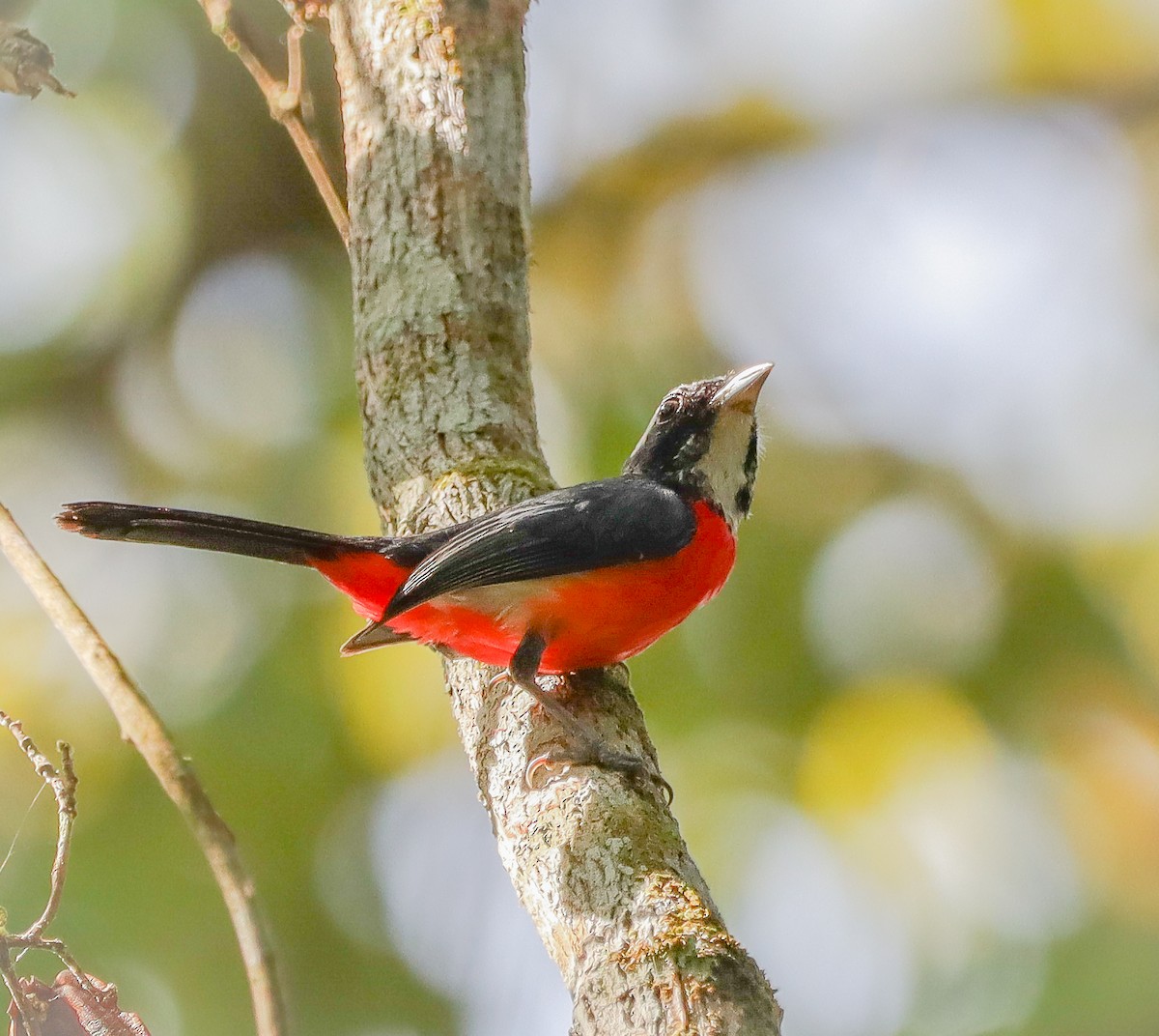 Rose-breasted Chat - ML655472378