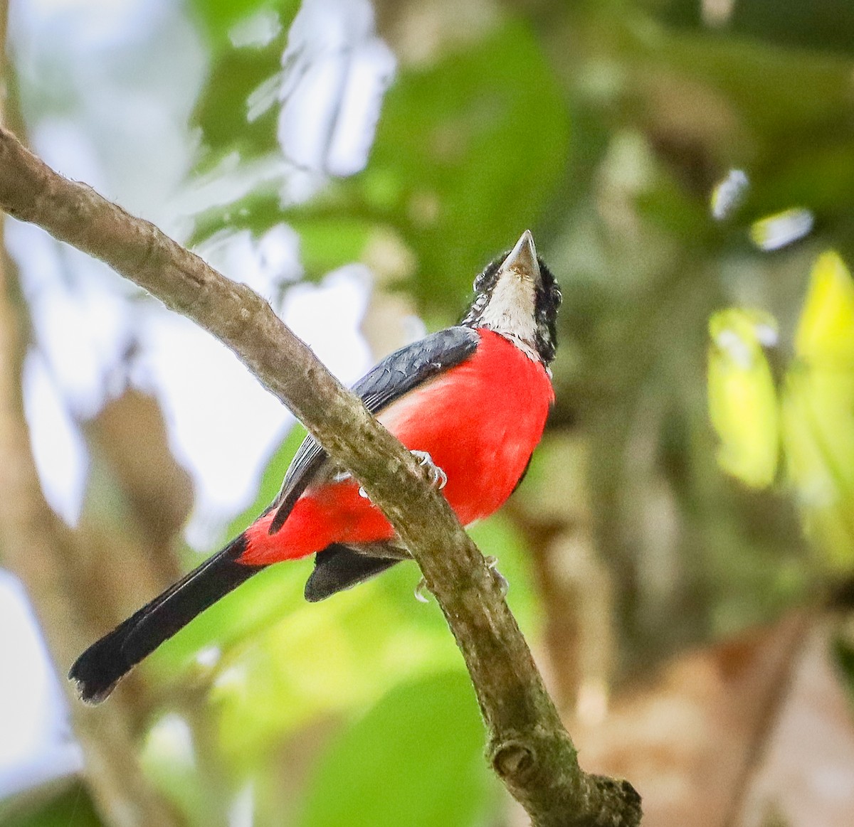 Rose-breasted Chat - ML655472382