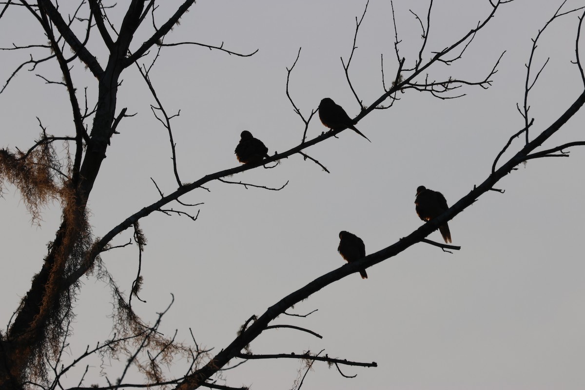 Mourning Dove - ML655473600