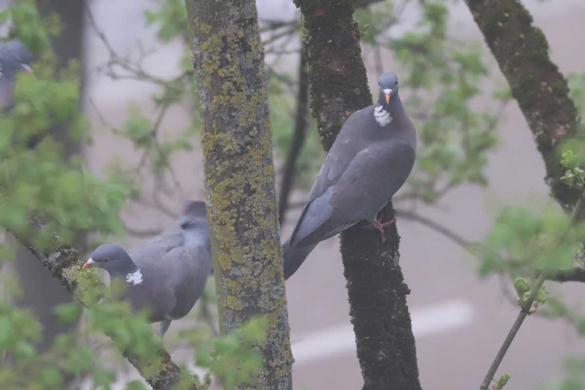Common Wood-Pigeon - ML655474081