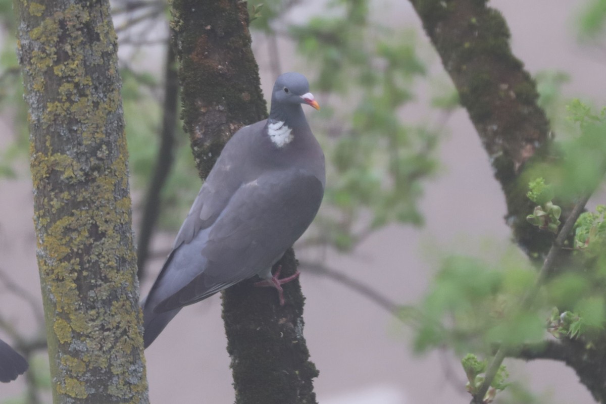 Common Wood-Pigeon - ML655474082