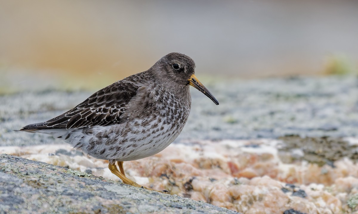 Purple Sandpiper - ML655474847