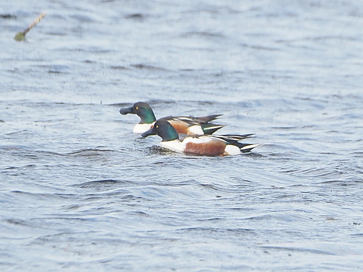 Ahate mokozabal zuria - ML655474928