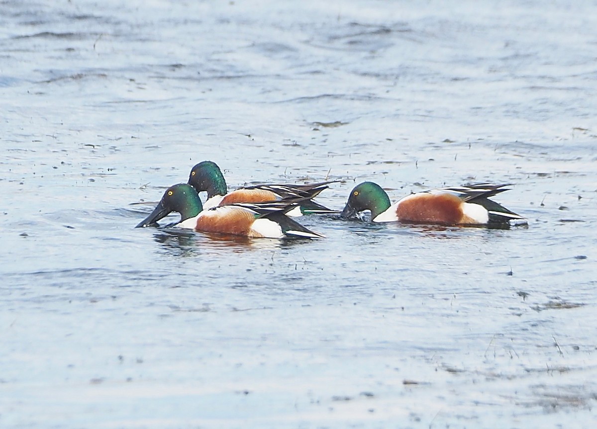 Ahate mokozabal zuria - ML655474972