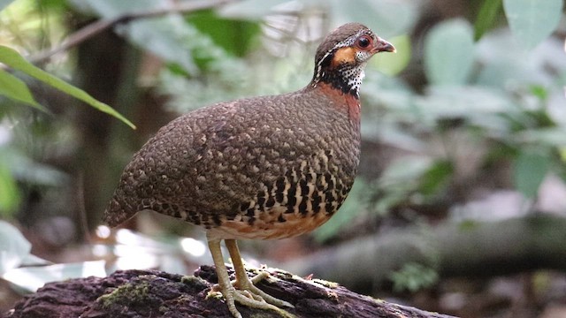 Chestnut-necklaced Partridge - ML655475380