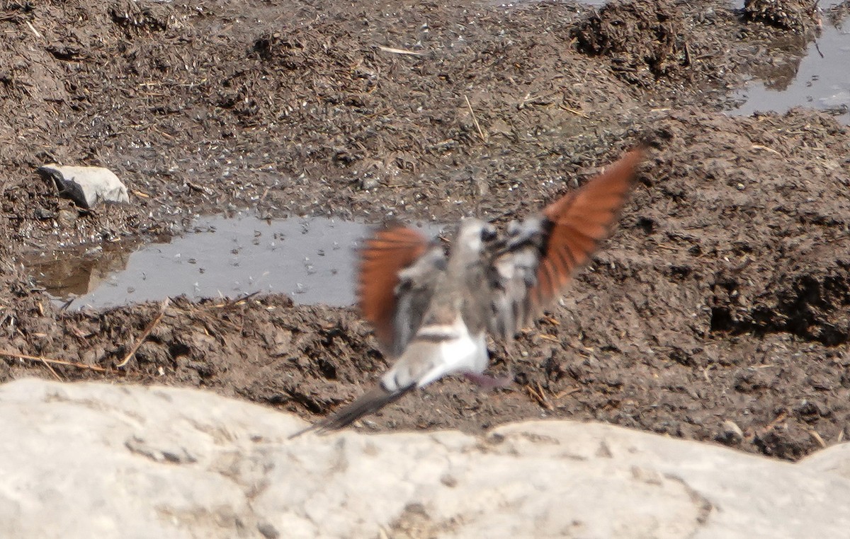 Namaqua Dove - ML655475682