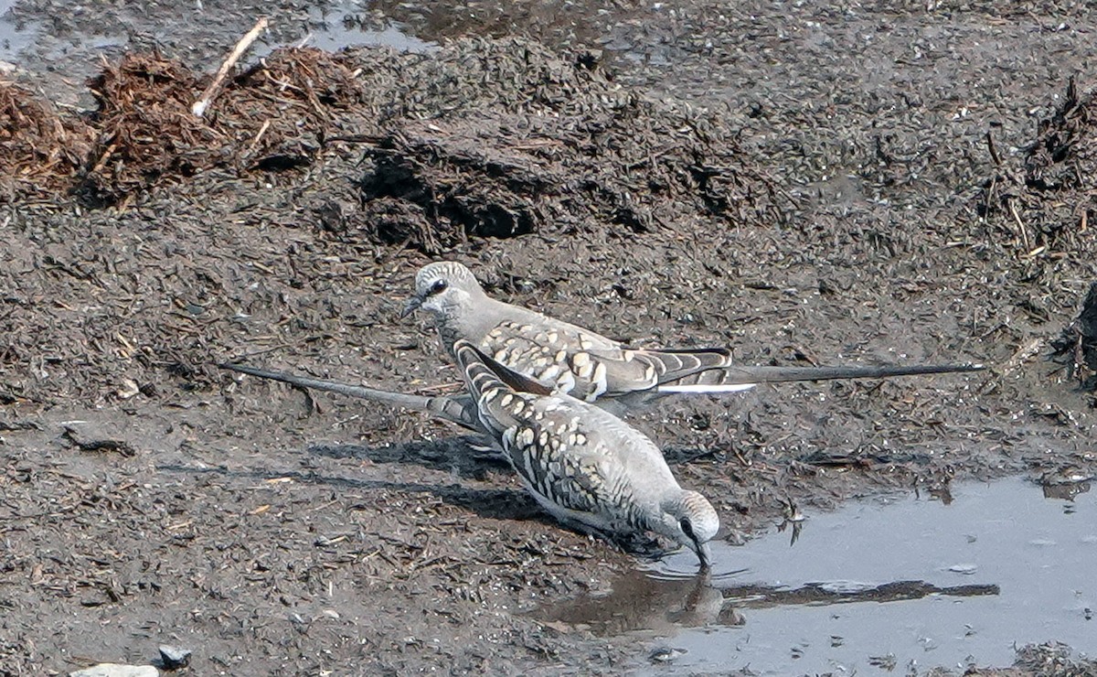 Namaqua Dove - ML655475758