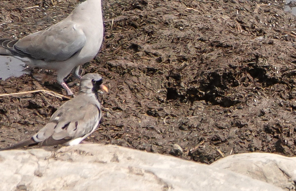 Namaqua Dove - ML655475826