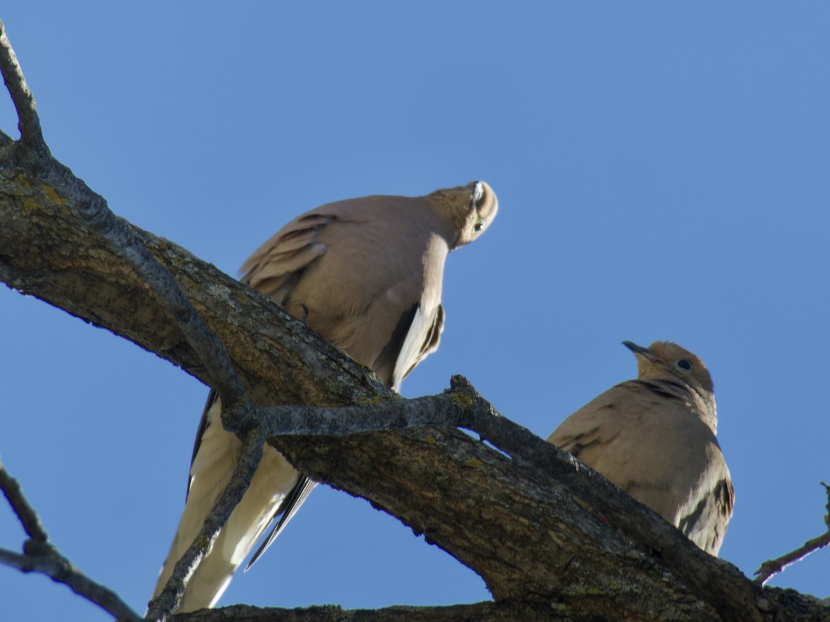 Mourning Dove - ML655476011