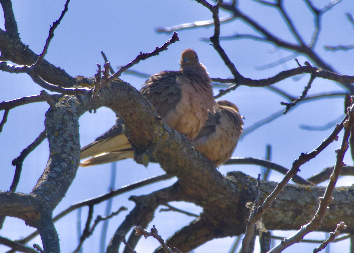 Mourning Dove - ML655476012
