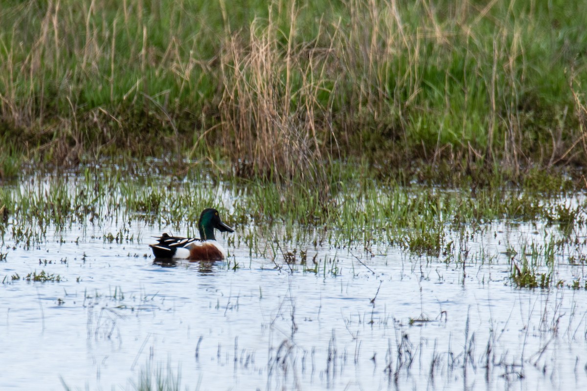 Ahate mokozabal zuria - ML655476067