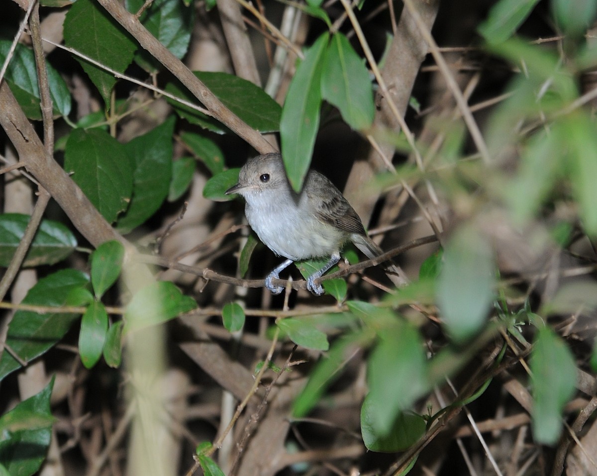 Fulvous-crowned Scrub-Tyrant - ML655476211