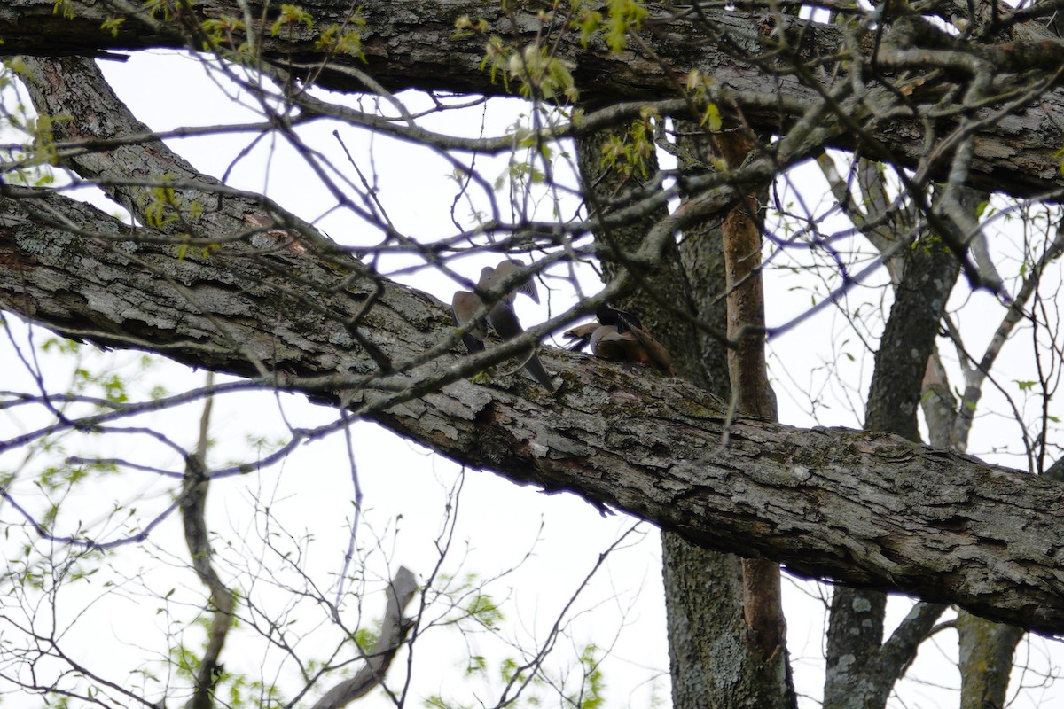 Mourning Dove - ML655476500