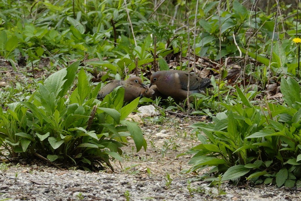 Mourning Dove - ML655476501