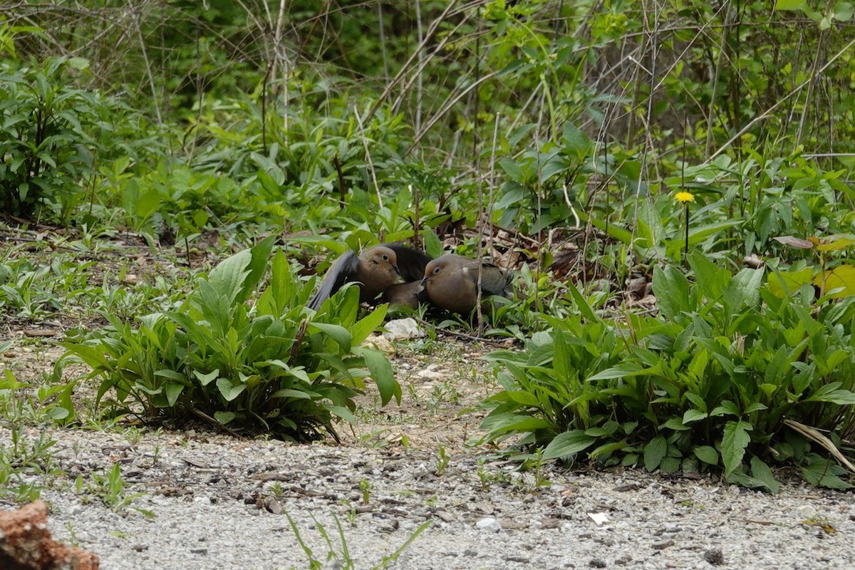 Mourning Dove - ML655476502