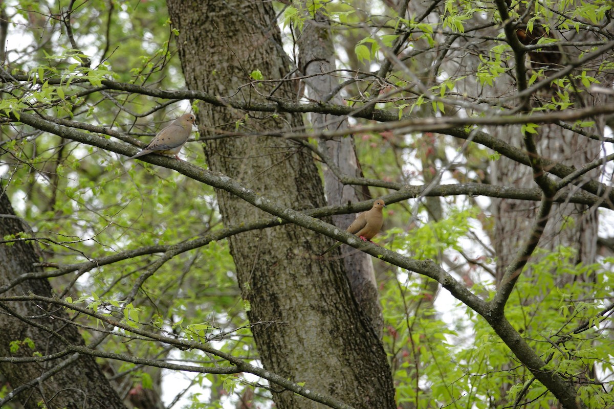 Mourning Dove - ML655476503