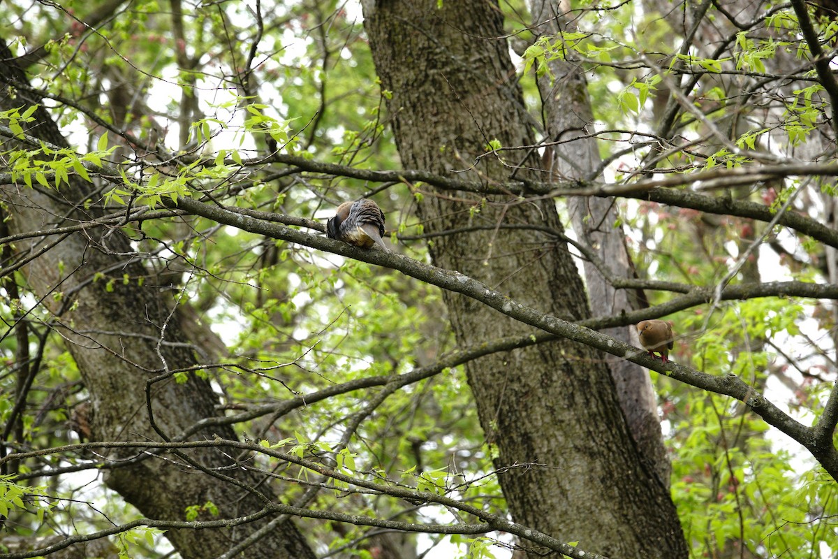 Mourning Dove - ML655476504