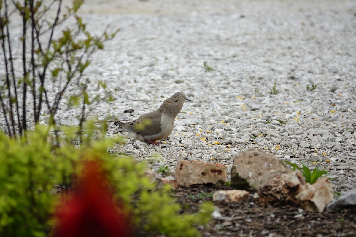 Mourning Dove - ML655476505