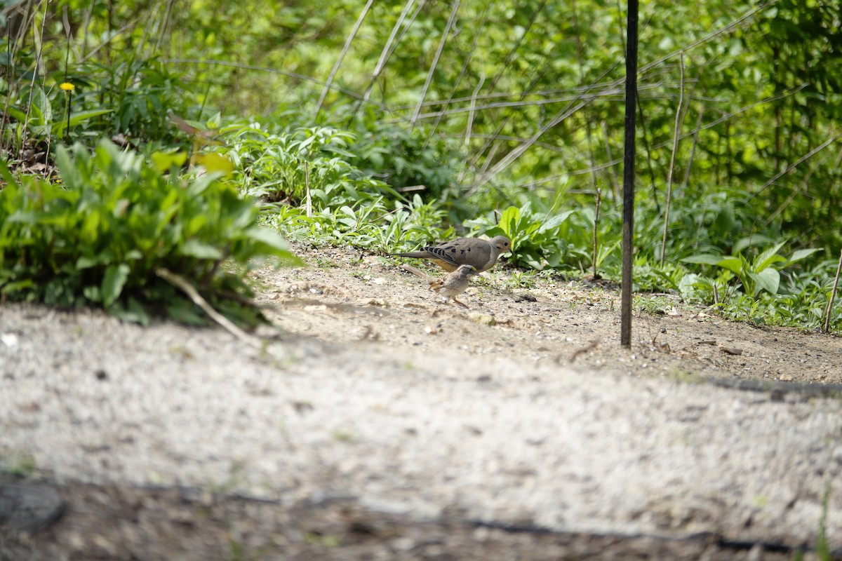 Mourning Dove - ML655476506