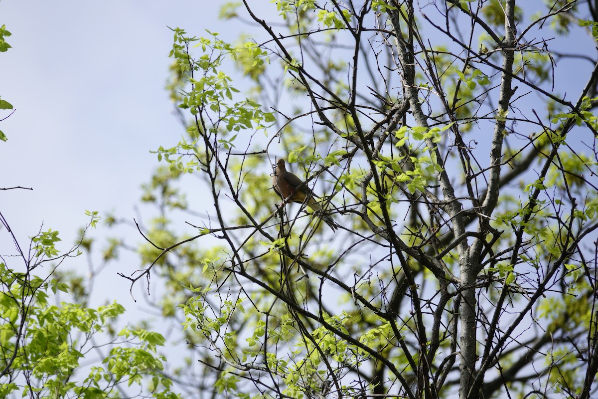 Mourning Dove - ML655476507