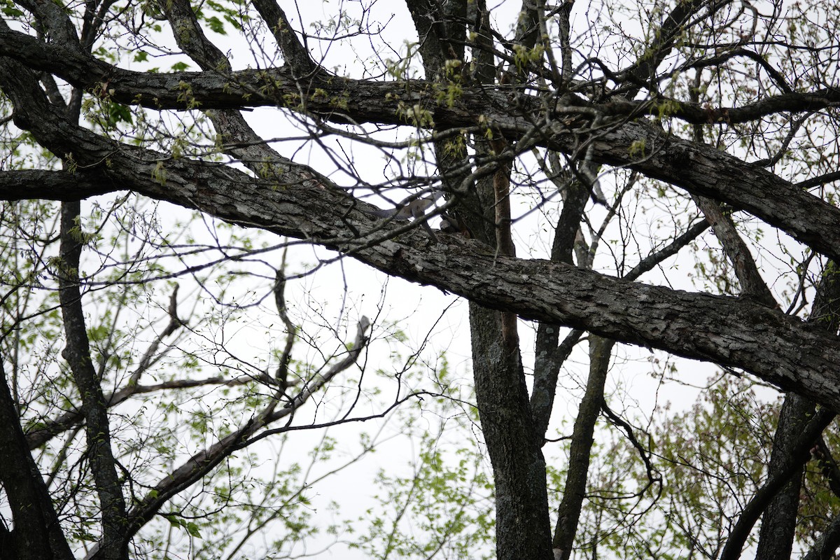 Mourning Dove - ML655476508