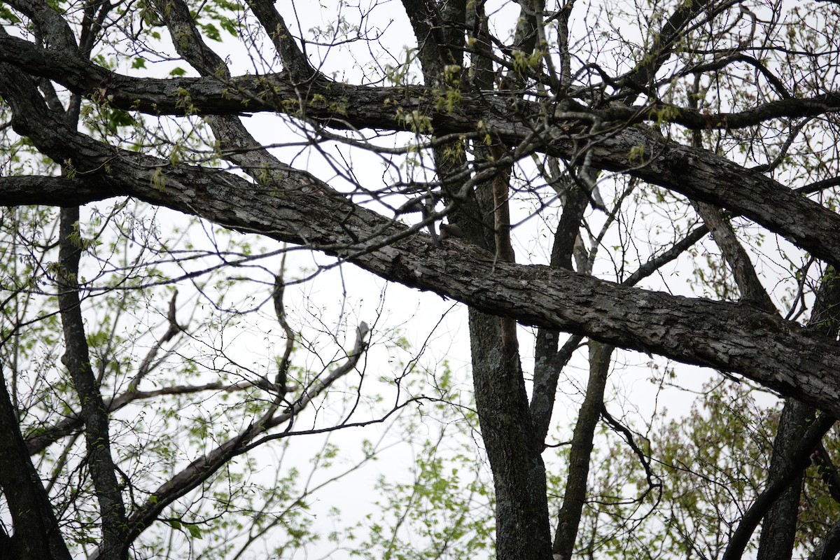 Mourning Dove - ML655476509